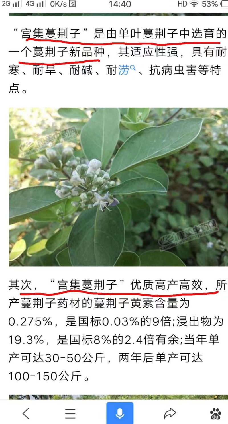 蔓荆子，枝条，苗