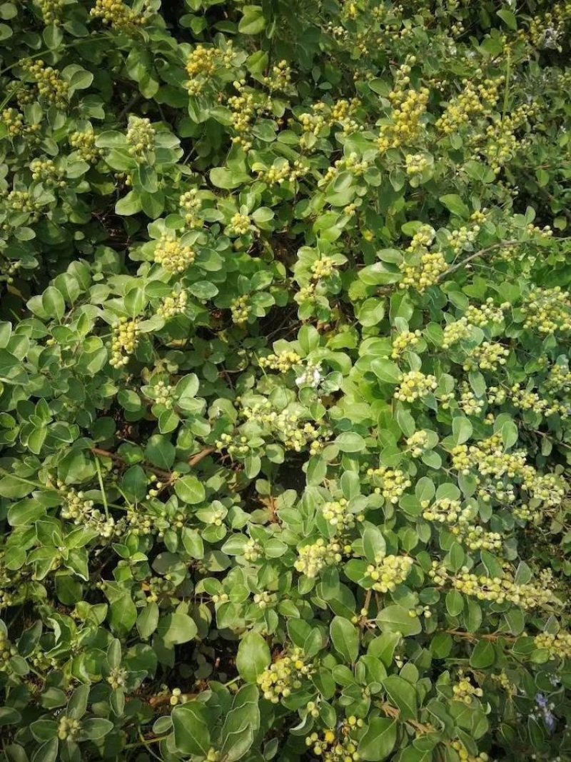 蔓荆子，枝条，苗