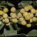 蔓荆子，枝条，苗