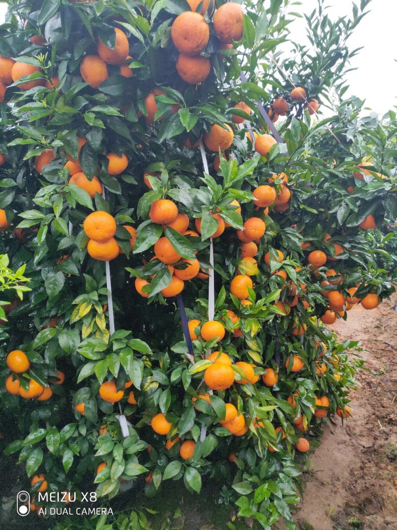 沃柑