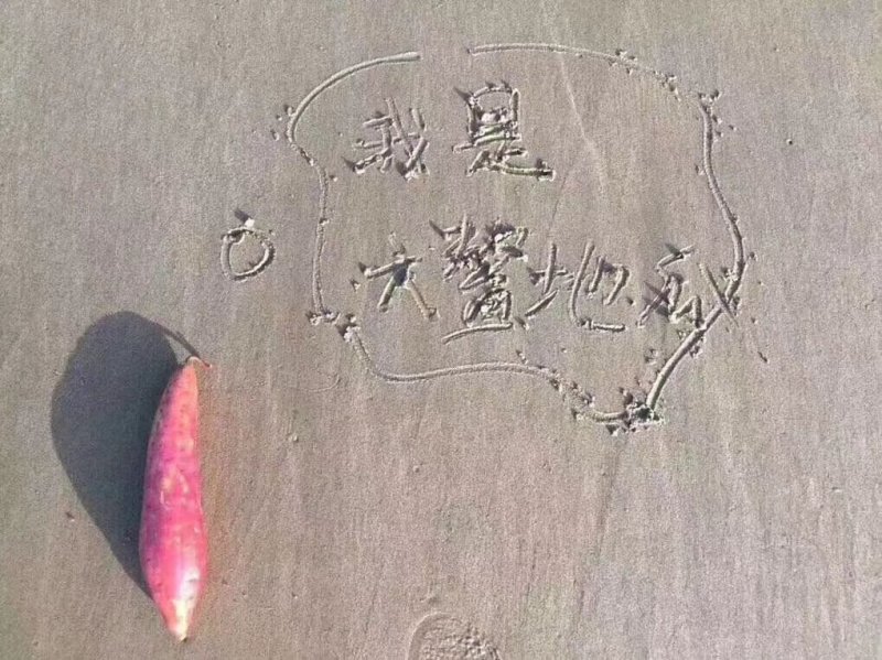 一件代发六鳌密薯大果五斤装产地直发