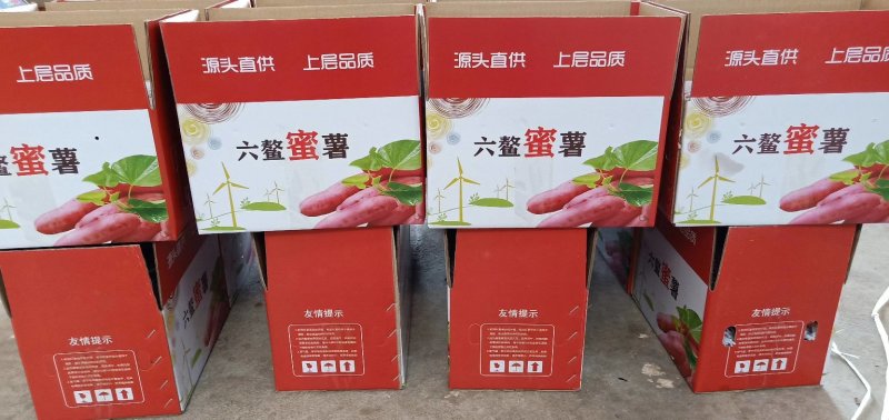 一件代发六鳌密薯大果五斤装产地直发