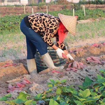 一件代发六鳌密薯大果五斤装产地直发