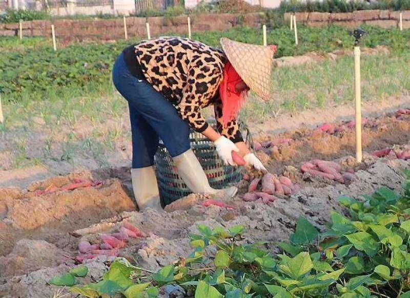 一件代发六鳌密薯大果五斤装产地直发