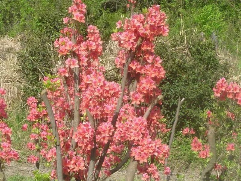 精品大别山先花后叶品种映山红桩盆景