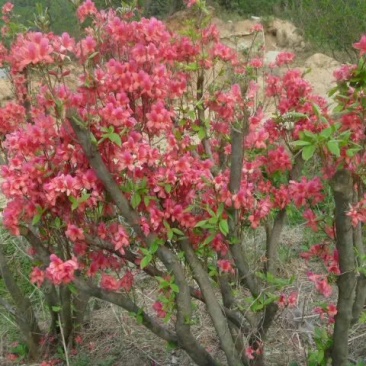 精品大别山先花后叶品种映山红桩盆景
