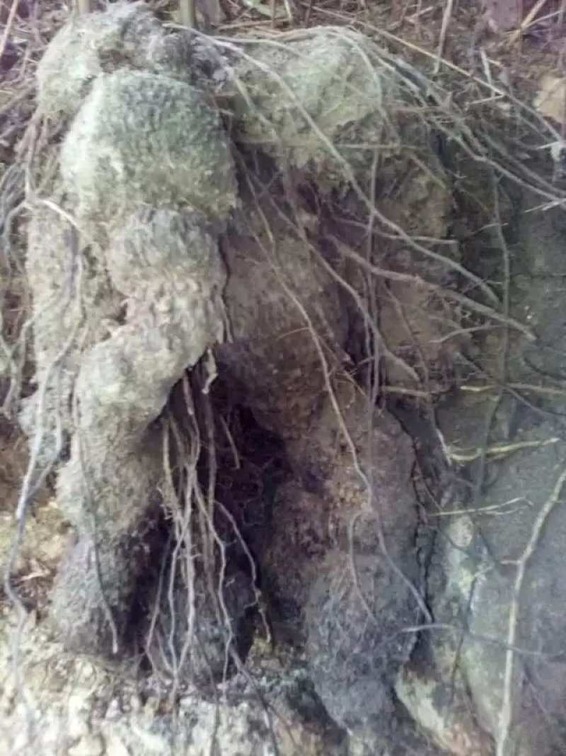 薯良野生货