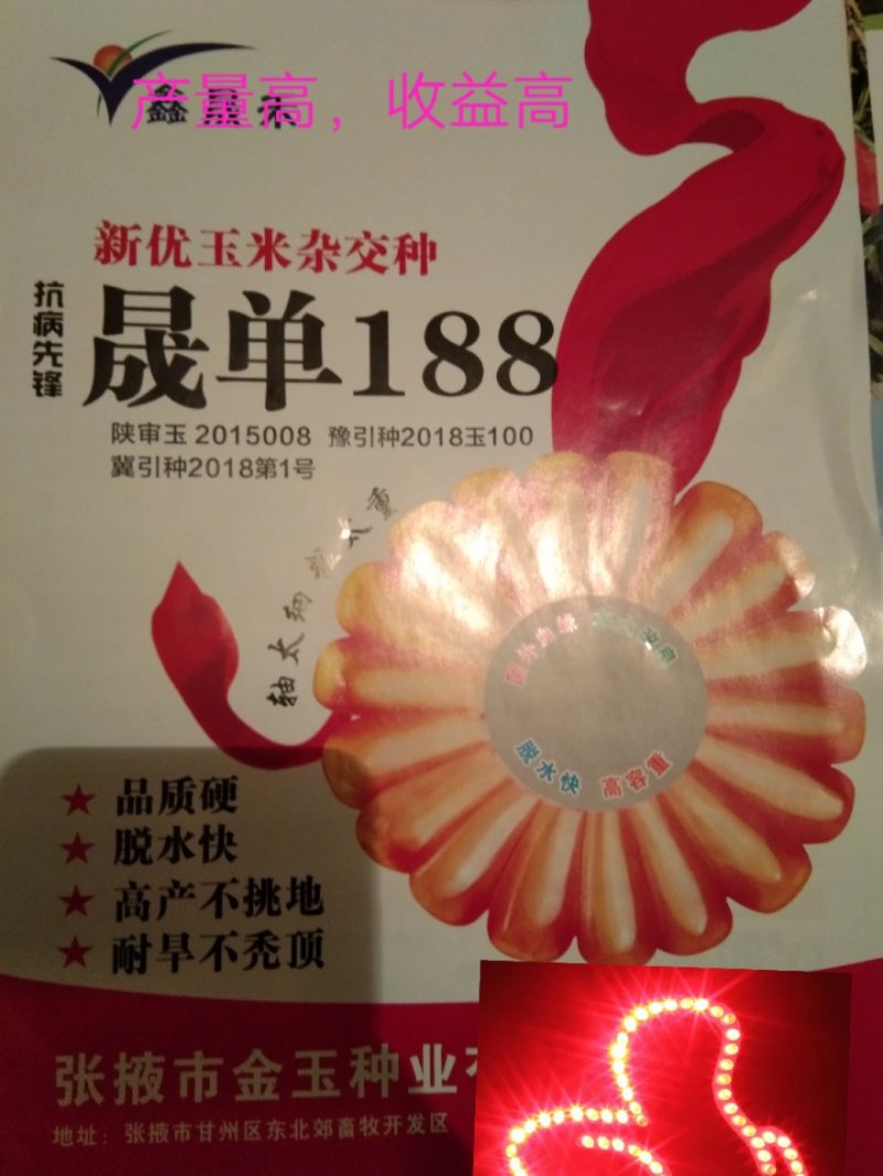 玉米种子