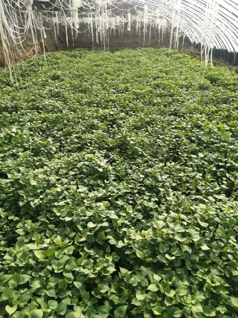 【有好货】龙薯九号红薯苗15~25cm产量高提供技术指导