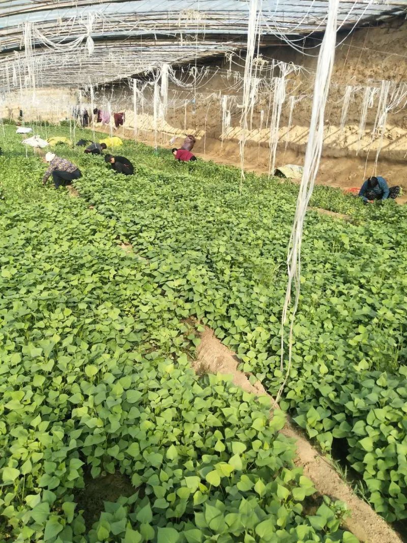 【有好货】龙薯九号红薯苗15~25cm产量高提供技术指导