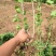 常年批发供应丁香花价格优惠苗圃货大量出售