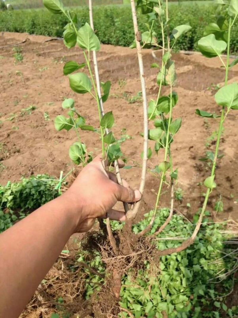 常年批发供应丁香花价格优惠苗圃货大量出售