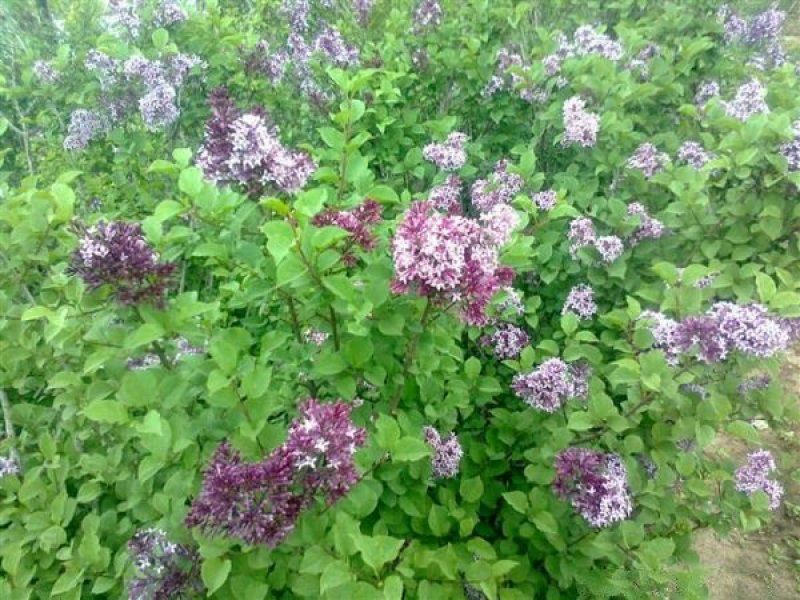 常年批发供应丁香花价格优惠苗圃货大量出售