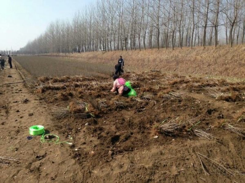 常年批发供应丁香花价格优惠苗圃货大量出售