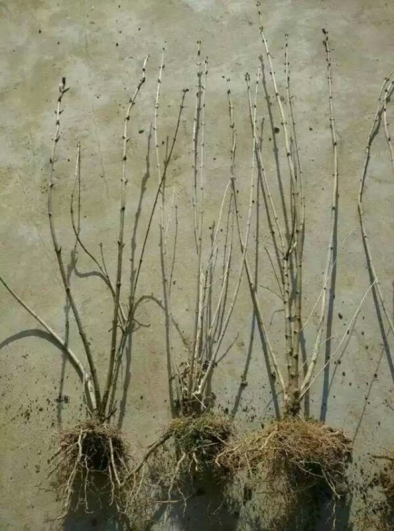 常年批发供应丁香花价格优惠苗圃货大量出售