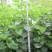 常年批发供应丁香花价格优惠苗圃货大量出售
