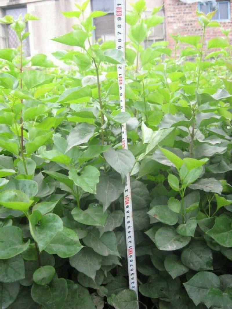 常年批发供应丁香花价格优惠苗圃货大量出售