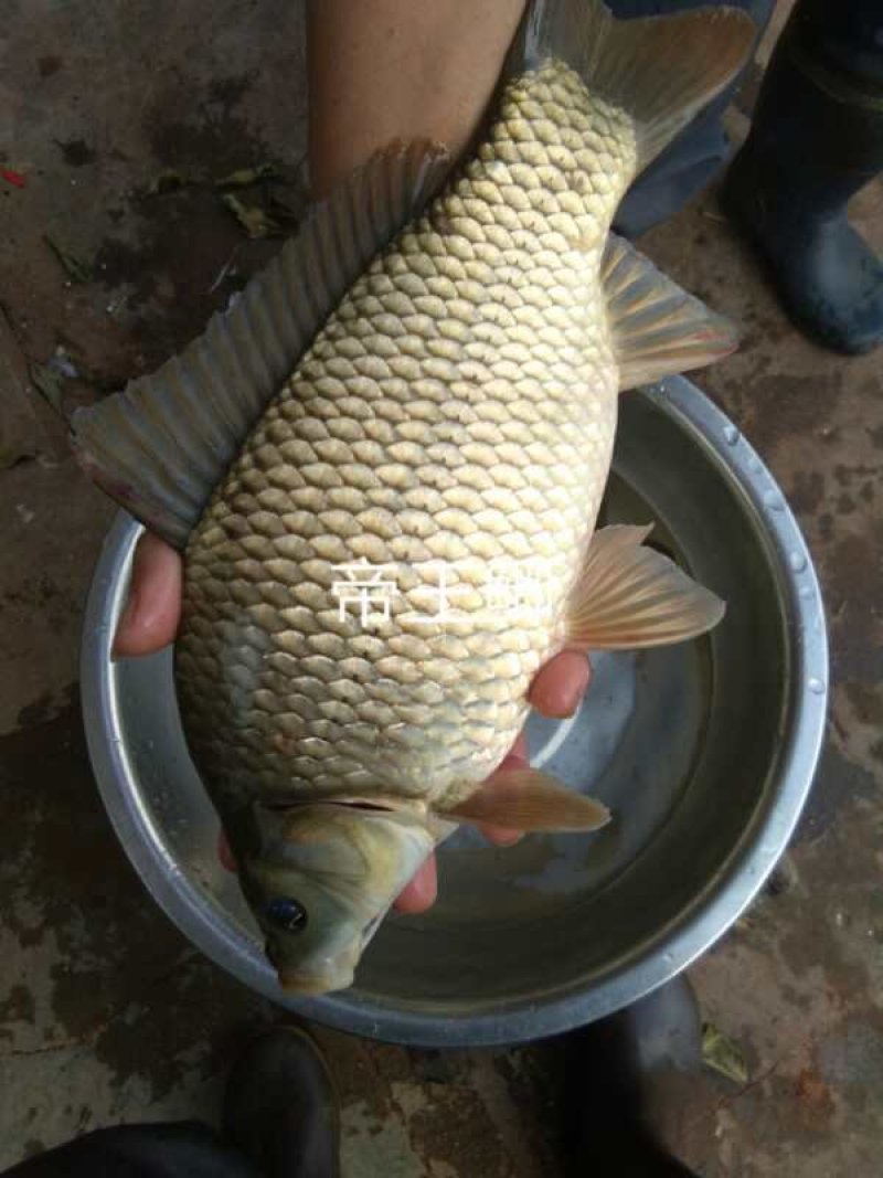 各种鲫鱼水花和点子供应