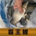 鲫鱼种苗供应品种齐全