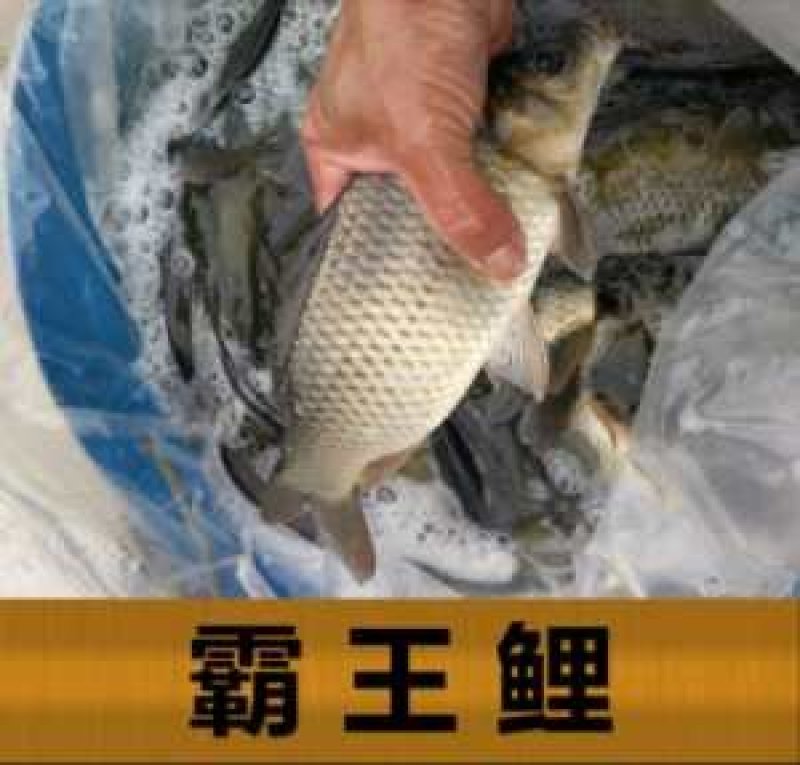 鲫鱼种苗供应品种齐全