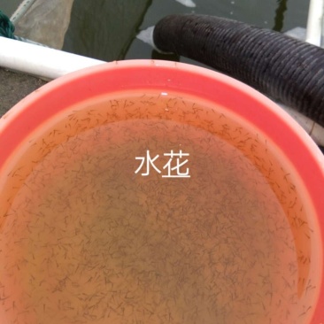鲫鱼种苗供应品种齐全
