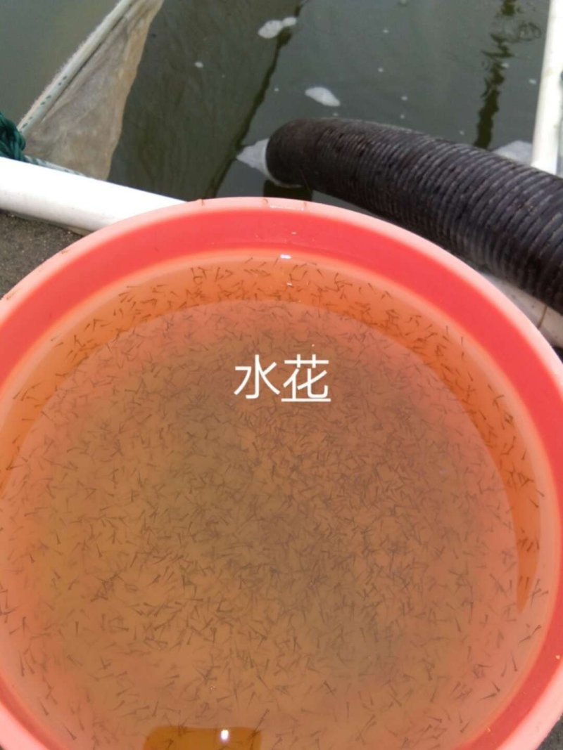 鲫鱼种苗供应品种齐全