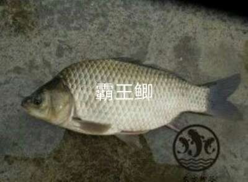 鲫鱼种苗供应品种齐全