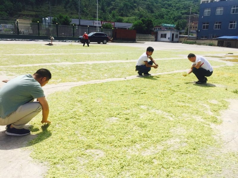 保健养生，金银花，银花。中药材。干货。种植。