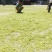 保健养生,金银花,银花。中药材。干货。种植。