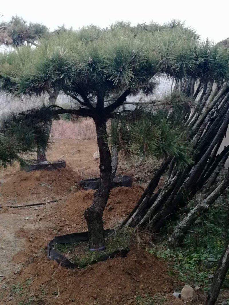 山东绿化苗木，造型油松，景观松，盆景保成活质量保证