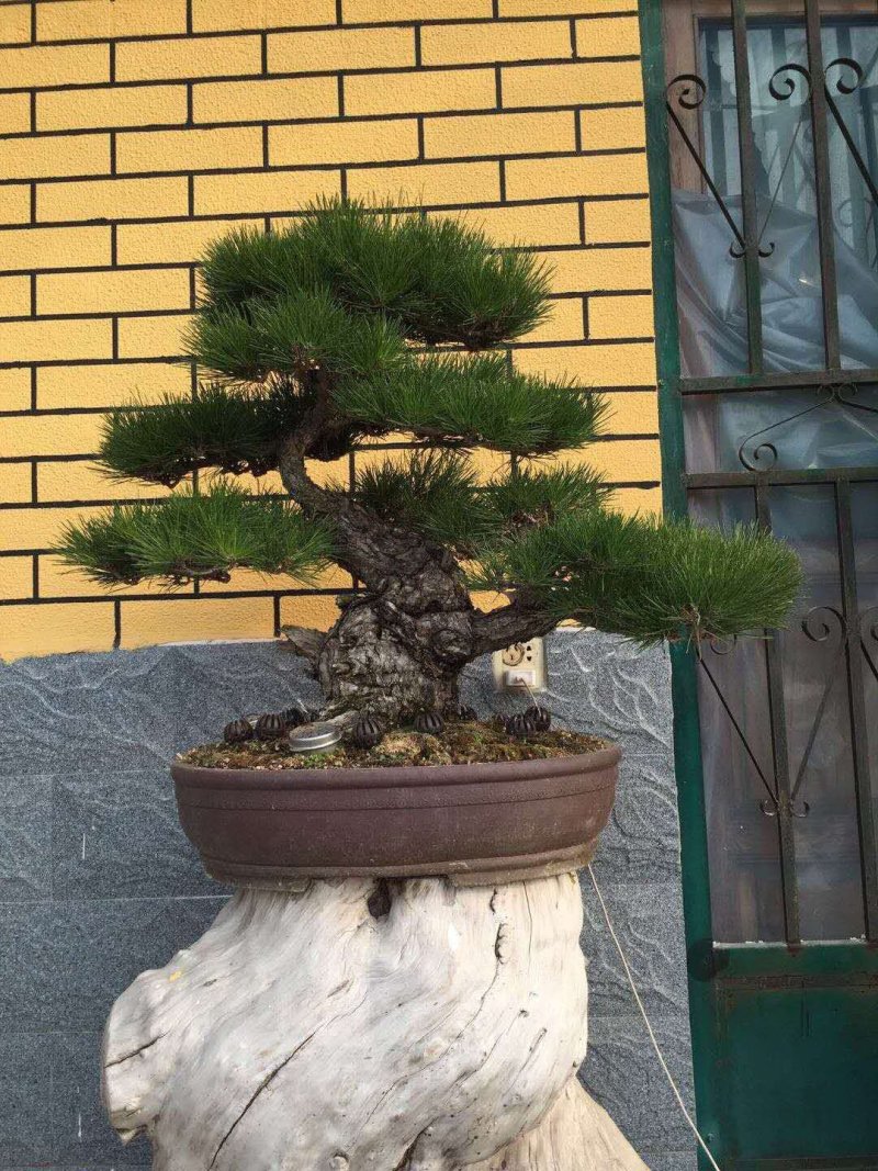 山东绿化苗木，造型油松，景观松，盆景保成活质量保证