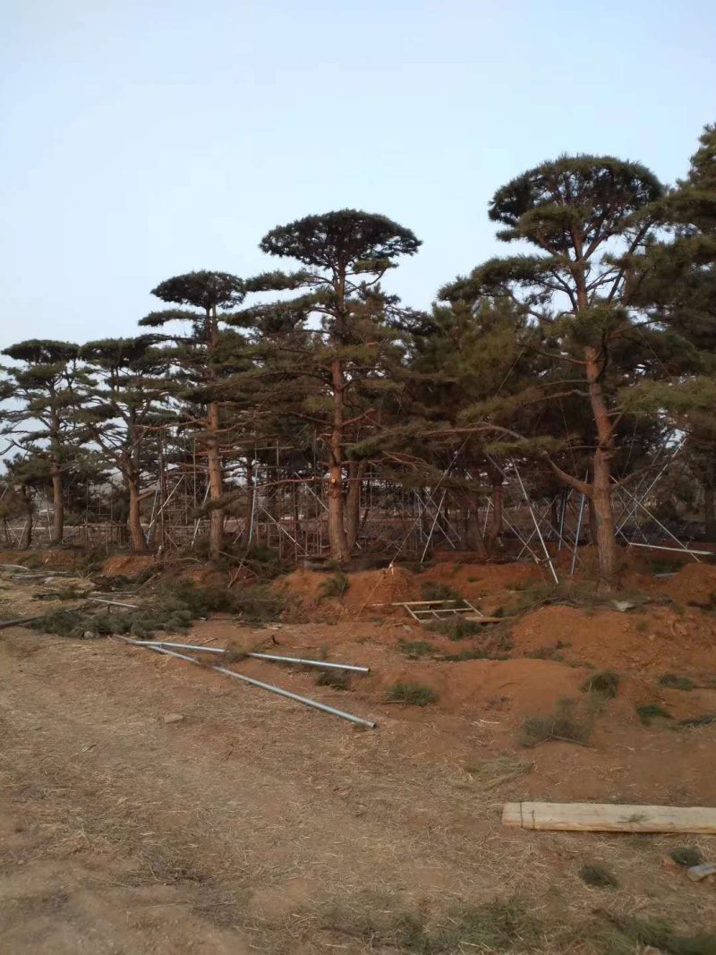 山东绿化苗木，造型油松，景观松，盆景保成活质量保证