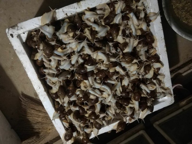 白玉蜗牛