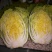 大白菜