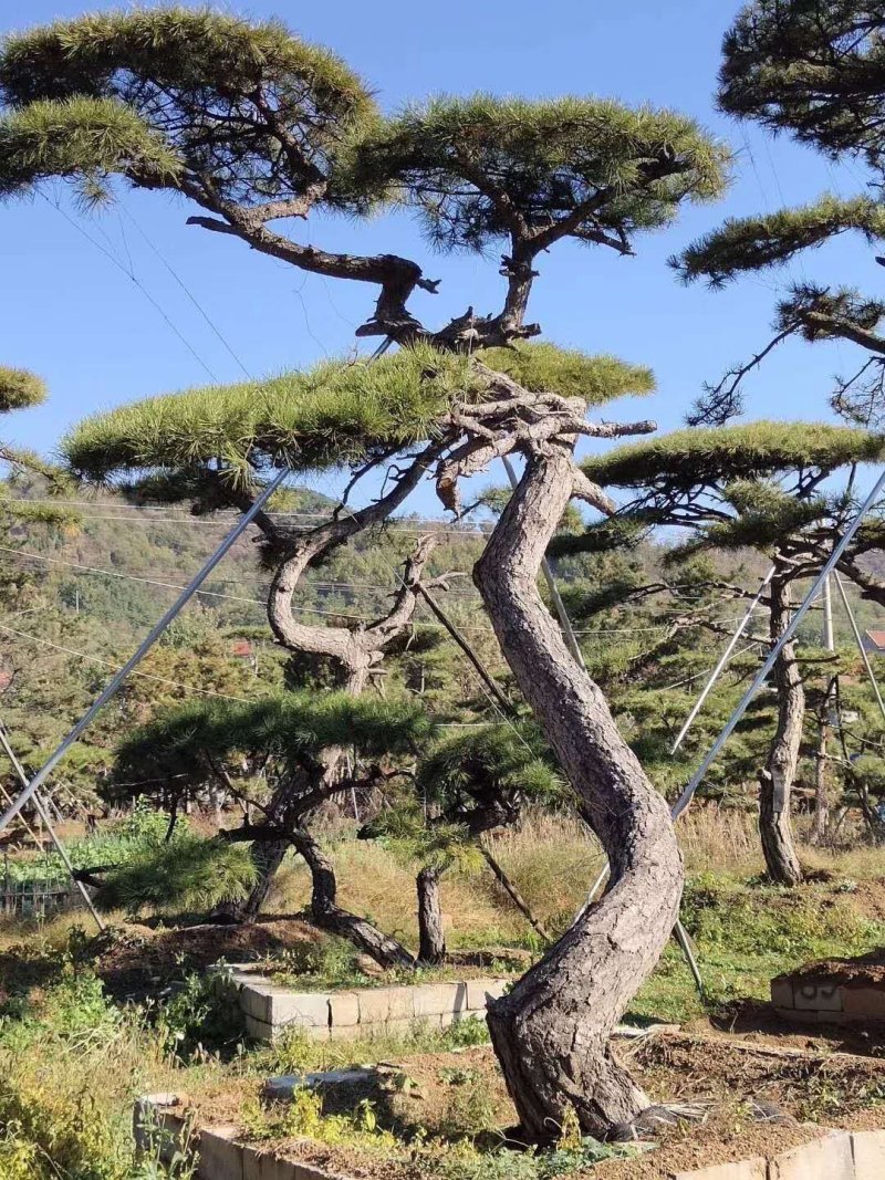 造型油松绿化苗木山东造型油松基地供应价格便宜造型精美