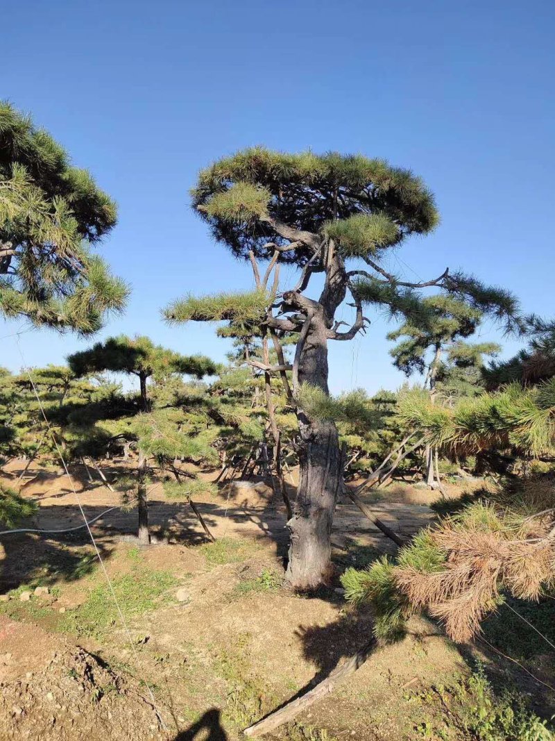 造型油松绿化苗木山东造型油松基地供应价格便宜造型精美