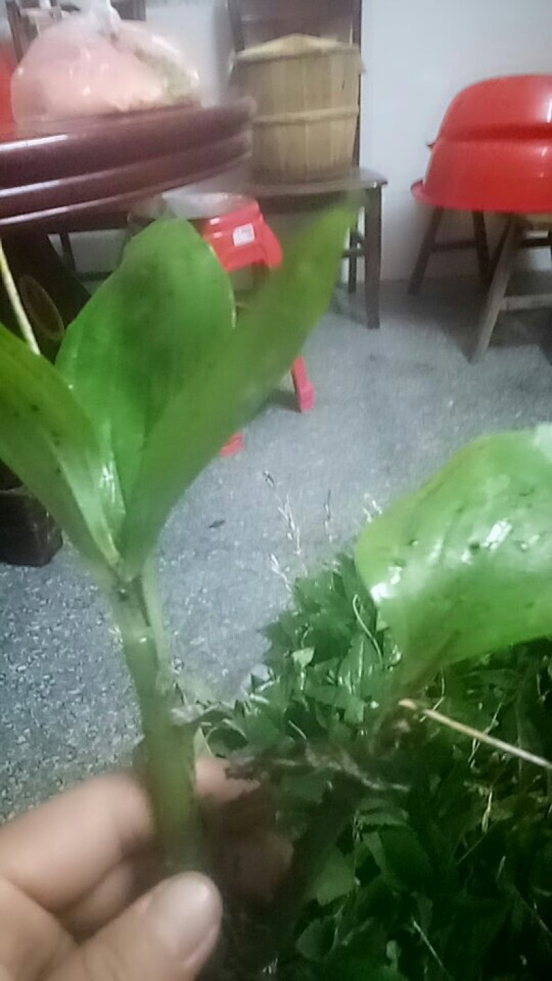 见血清