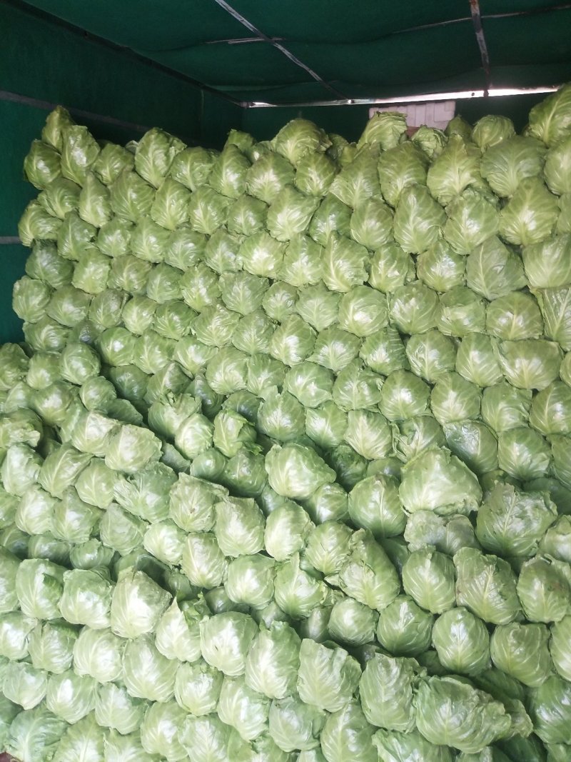 颜色嫰绿，菜型特别好，货源充足
