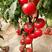 西红柿种子大红果石头耐裂抗病硬果高产番茄种子
