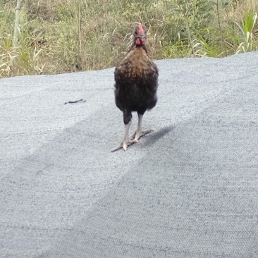 麻鸡苗