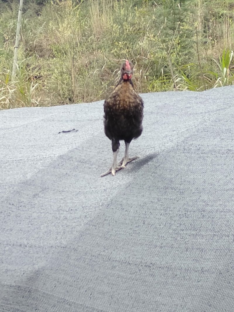 麻鸡苗