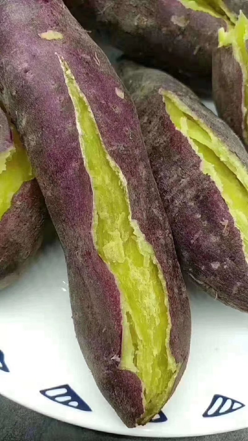 越南板栗薯