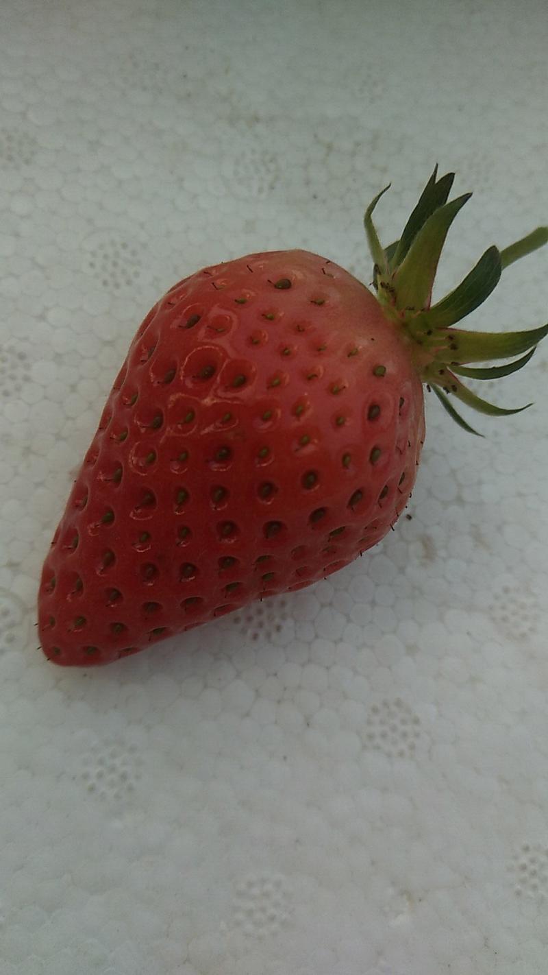 平度甜宝草莓，大量有货，价格美丽，支持视频验货，支持保证