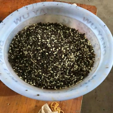 白玉蜗牛蛋