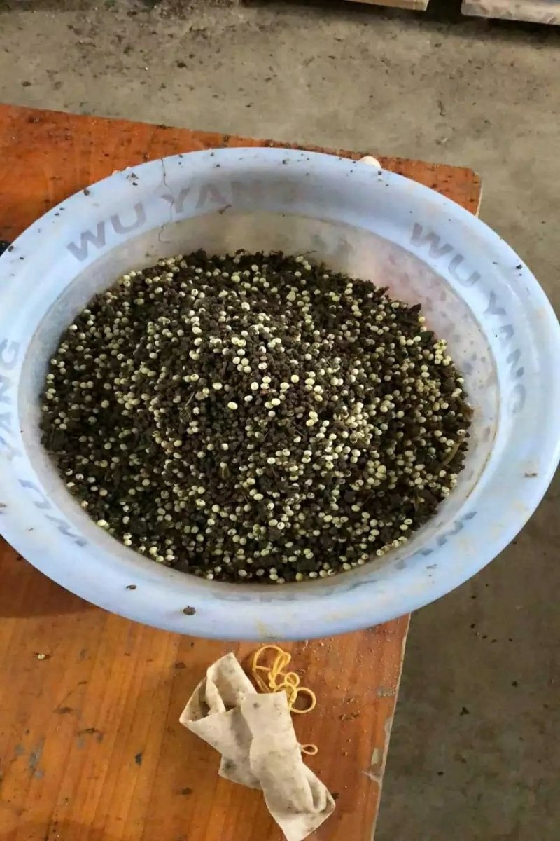 白玉蜗牛蛋