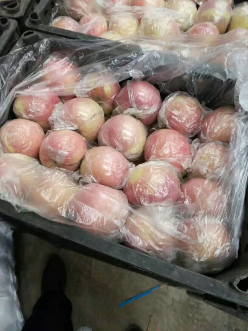 【精品红富士】山西运城膜袋富士脆甜可口一手货源可视频看货