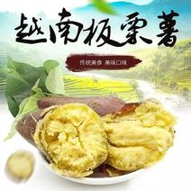 越南板栗薯