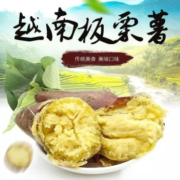 越南板栗薯