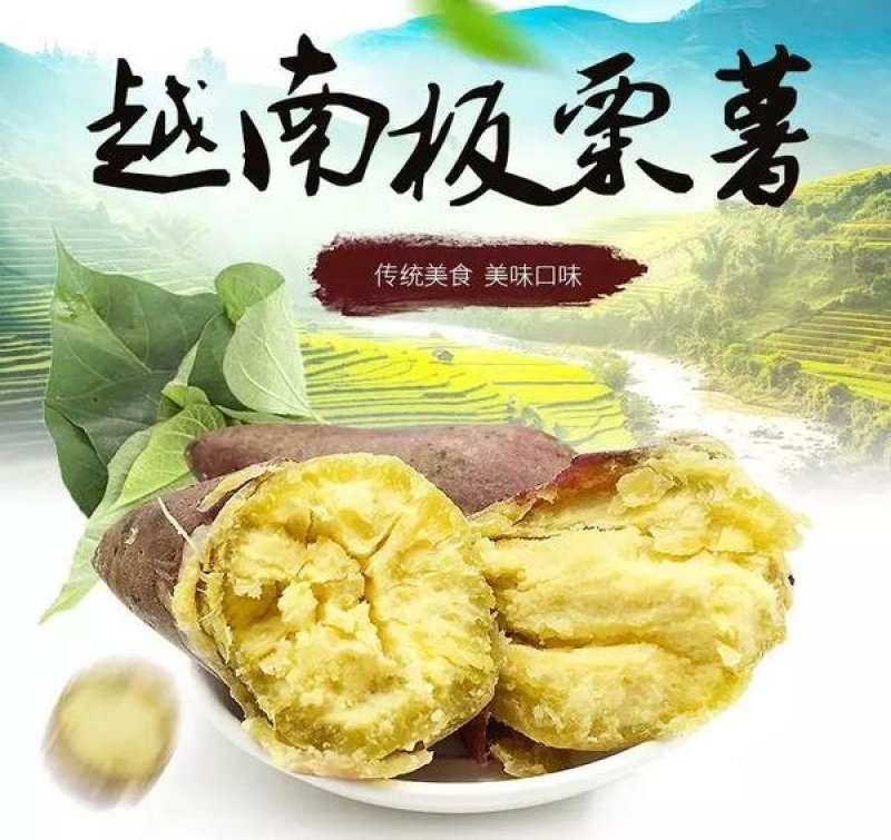 越南板栗薯