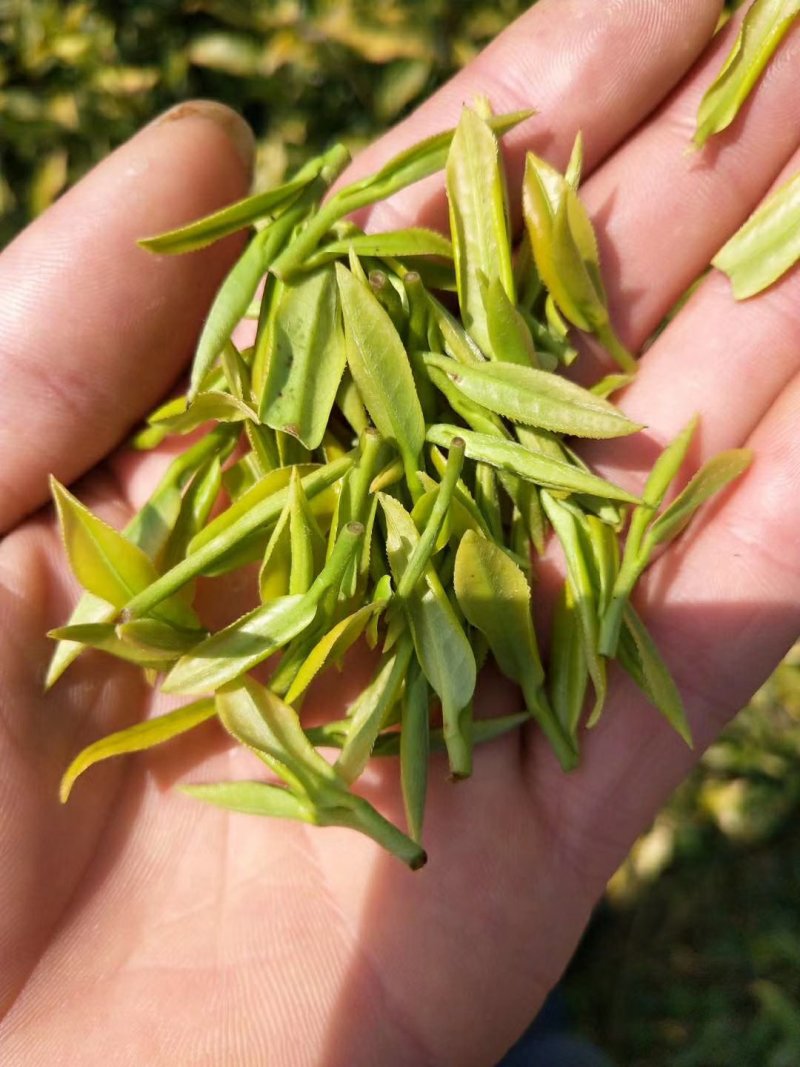 安吉白茶2019明前茶浙江安吉县一斤包邮